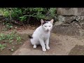 The Young White And Black Cat Meows For Attention And Rolls On The Ground