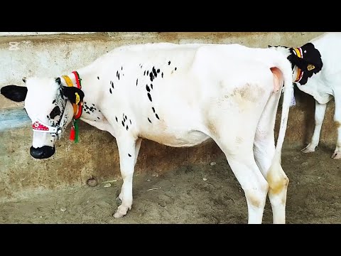 65 ہزار میں جرسی ساہیوال اور ساتھ بالکل تیار امپورٹڈ فریزن بچھڑیاں دستیاب لوکیشن گوندل منڈی!jersey #