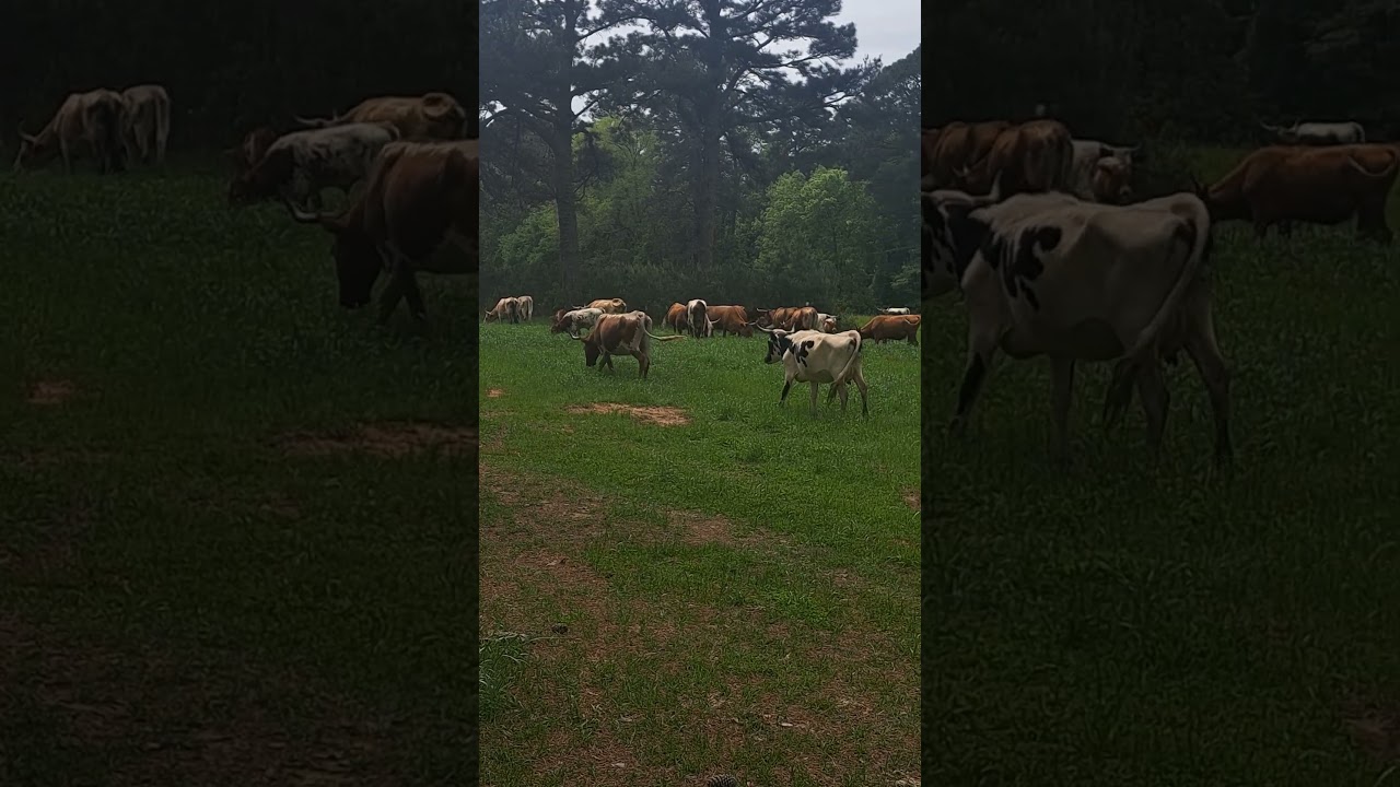 How much does Corriente cattle cost? Tipseri