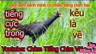 Download lagu tiếng chim cúm núm gà nước kêu cực chuẩn bổi nghe toàn bay về mp3 Download lagu tiếng chim cúm núm gà nước kêu cực chuẩn bổi nghe toàn bay về mp3