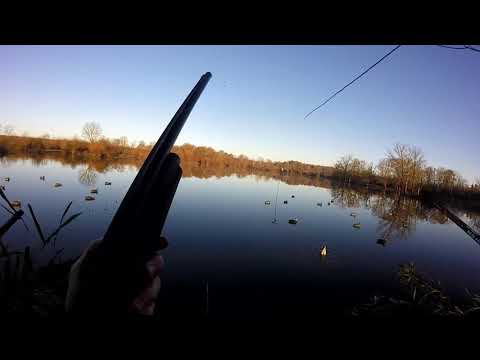 Mallard backwater shoot