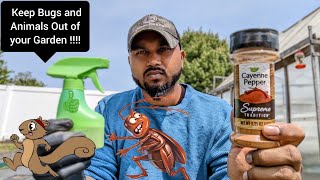 How to make cayenne pepper spray | Keep Bugs and Animals Out of your Garden !!!! #gardening #garden