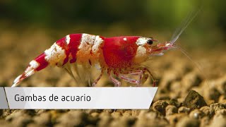 Gambas de acuario Gambas de acuario