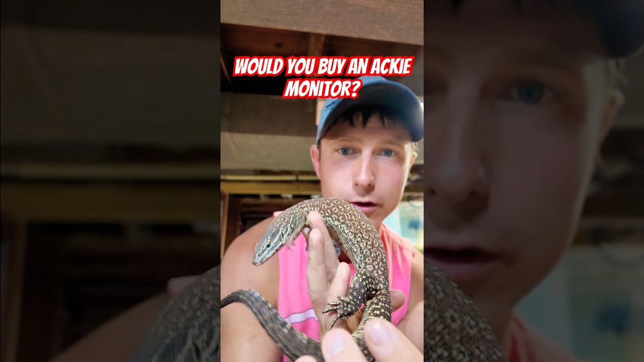 Ackie Monitors are great! #ackiemonitor #lizard #reptiles #pets