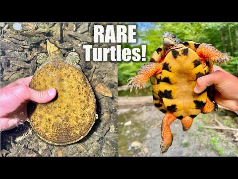 Exploring Creek to Find RARE Turtles!