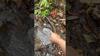 Download lagu Aku menyelamatkan teman kecil untuk kembali ke rumah dengan aman #viral #fishing mp3 Download lagu Aku menyelamatkan teman kecil untuk kembali ke rumah dengan aman #viral #fishing mp3