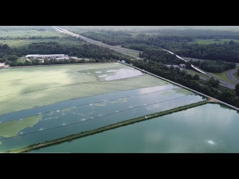 Lagunen-Lemna: Vor- und Nachteile von Wasserlinsen in einem Abwasserteich