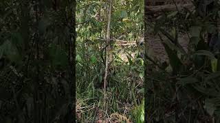 Download lagu Burung Kolibri Wulung Gacor Dor//pikat Burung vlog## mp3