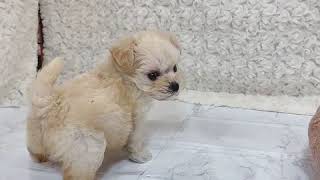 ハーフ犬の動画01