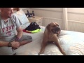 Rhodesian ridgeback sneezing her head off