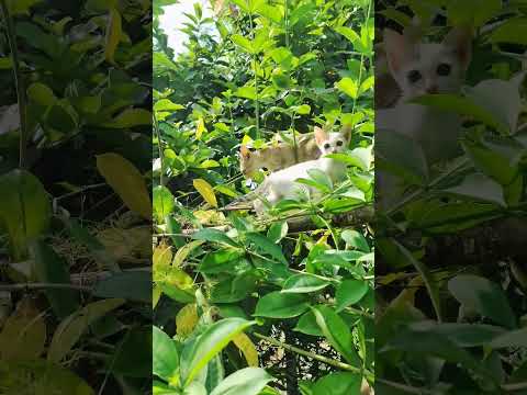 kinna sona ft. Chunnu-Munnu 🥰  @kiwi-litchi-cherry #kitten #funny #animals #love #cutecat #pets