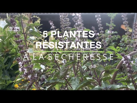 5 plantes résistantes à la sécheresse, adaptées au climat de demain