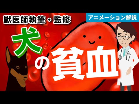 犬の貧血 - 原因、症状、治療法