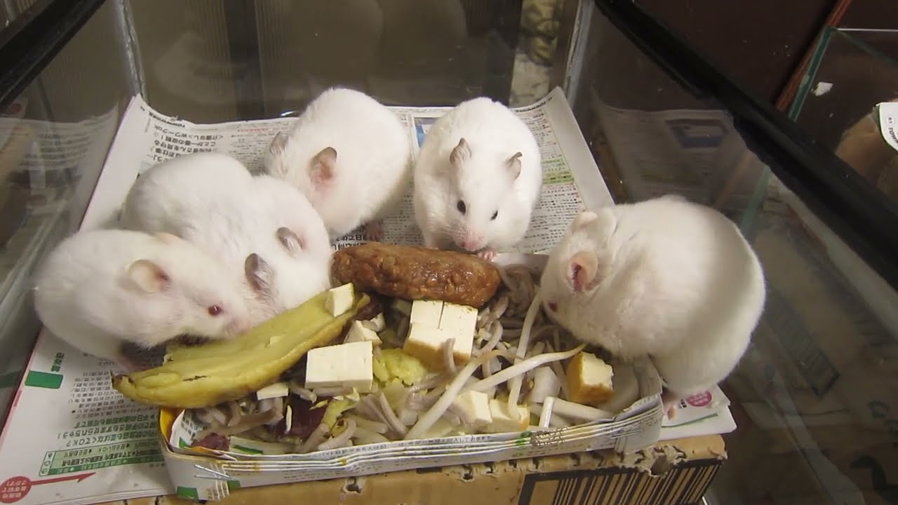 各部屋順番にメシあげ 2