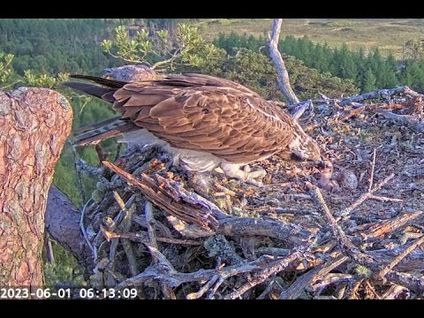 Big breakfast for little bob: Loch Arkaig Osprey chick gets a good feed 1 Jun 2023