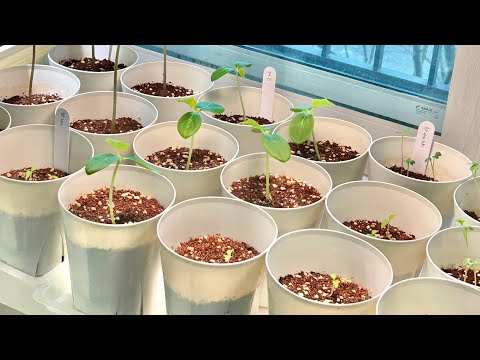 채소를 집에서 키워 먹는 가장 쉬운 방법 (수경재배~토경재배) 채소를 집에서 키워 먹는 가장 쉬운 방법 (수경재배~토경재배)