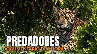 SELVAGEM: Os Predadores Mais Perigosos Das Florestas Tropicais