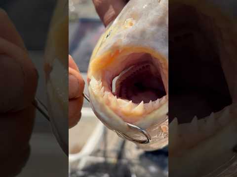 Pesca en La Paz, Entre Rios 🎣