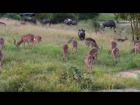 Djuma: Impalas and Wildebeests -17:13 - 03/12/20
