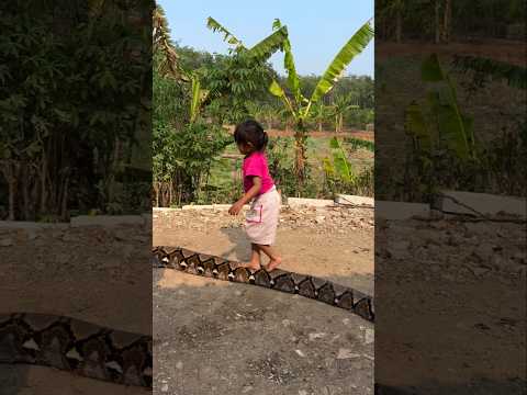 Why doesn't that pet snake attack? #shorts