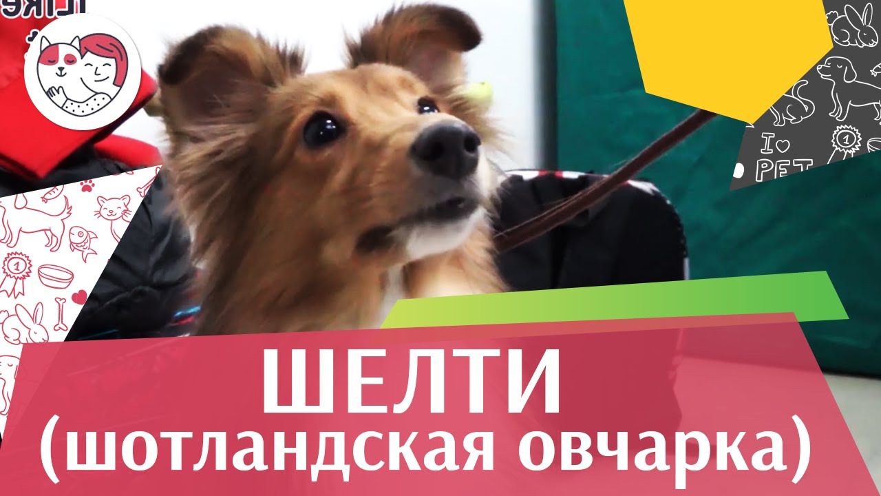 Шелти (Шотландская овчарка) на ilikepet. Особенности породы, уход