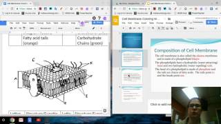 Cell Membrane Coloring Sheet Notes- Screencast