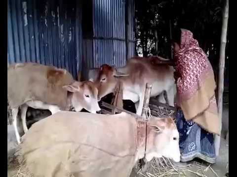 প্রতিদিনই বাড়ছে শীতের তীব্রতা