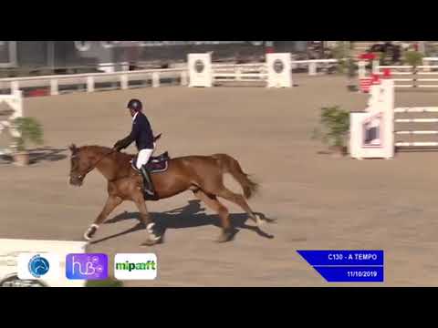 Goblin (8yo Baltic vdl x carthago)