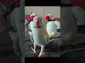 Kiwi… Meet Kiwi 1, 2 & 3 😅 #parrot #bluebird #talkingparrot