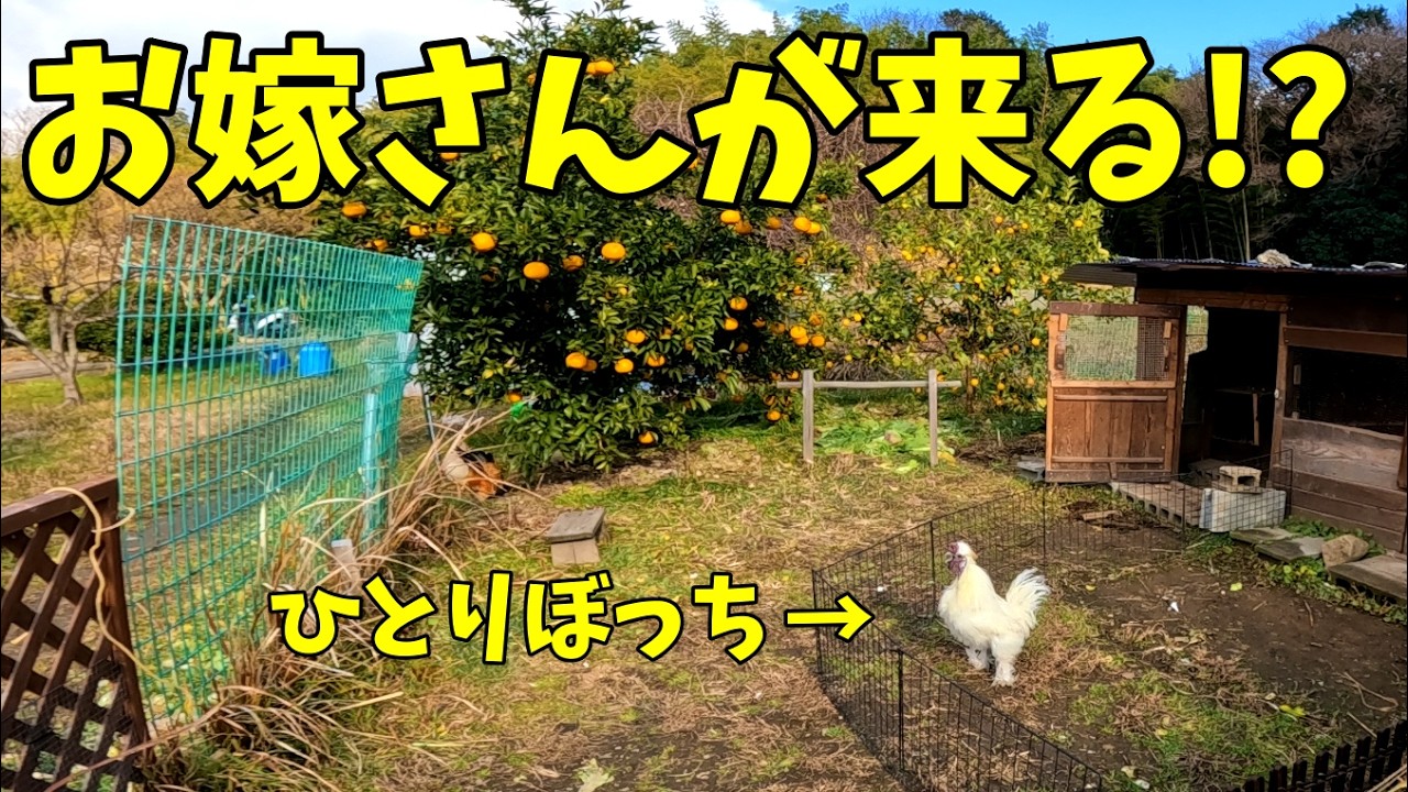 【突然】“お嫁さんもらえます”、飼い主がパニック状態に…　352話目