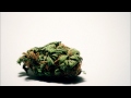 Tupac - Smoke Weed Everyday (Bass Boost ...