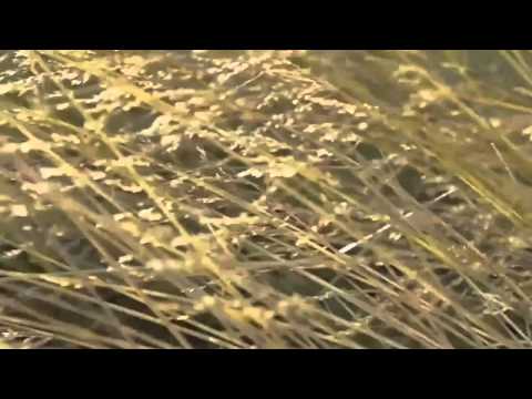 Lovebirds feat. Stee Downes -  Want You In My Soul with Lyrics