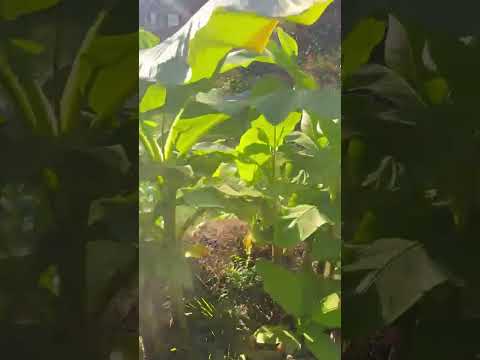 Salazar A Landscaper project video