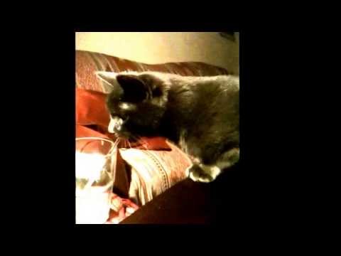 Meenoo cat & Swizzle stick!