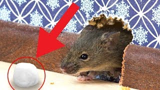 7 Tested & Proven Ways To Get Rid of Rats Permanently / How To Kill Rat / Rat Trap