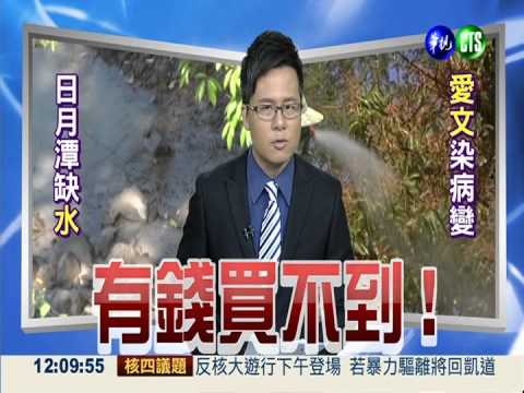 寒害又染病 今年愛文恐少8成