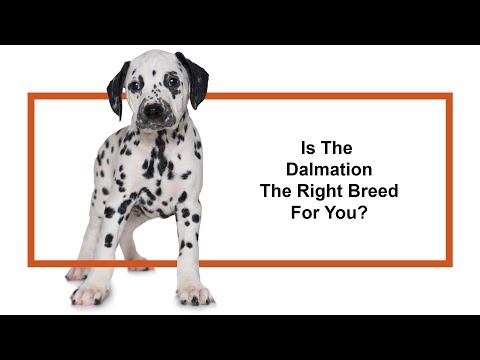 Everything Puppies - Dalmatian Breed Information (2019)