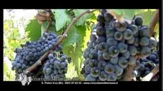 preview picture of video 'VINICOLA MEDITERRANEA-San Pietro Vernotico-Promo'