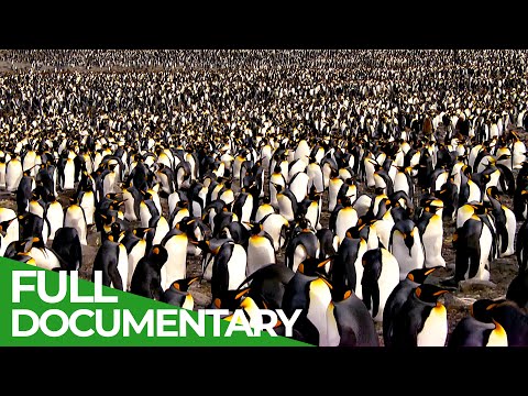 image-What animal often mistaken for penguins? 