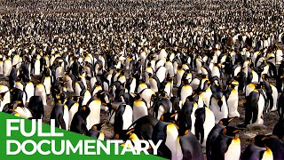 Download lagu South Georgia - Penguin Paradise of the South Atlantic | Free Documentary Nature mp3 Download lagu South Georgia - Penguin Paradise of the South Atlantic | Free Documentary Nature mp3