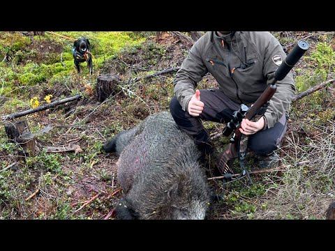 Drevjakt Oktober 2025 - Gris på språng 
