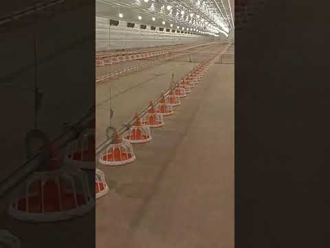 Video 1