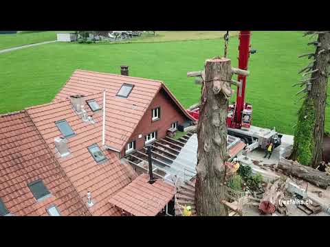 Helix Mammutbaum treetalks.ch