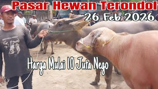 Download lagu Cheap Starting at 10 Million, Negotiable! Latest Buffalo Price Update at Terondol Animal Market i... mp3 Download lagu Cheap Starting at 10 Million, Negotiable! Latest Buffalo Price Update at Terondol Animal Market i... mp3