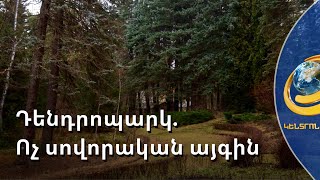 «Սոճուտ» դենդրոպարկի էկզոտիկ բուսատեսակներն ու էկոտուրիզմի զարգացման հեռանկարները
