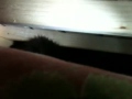 Animal Hunter2