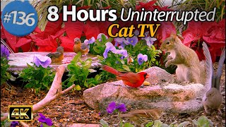 😻 8 Hours of Birds Uninterrupted Cat TV 🐦 and Squirrels 🐿Feeder and a Birdbath 4K CatTV