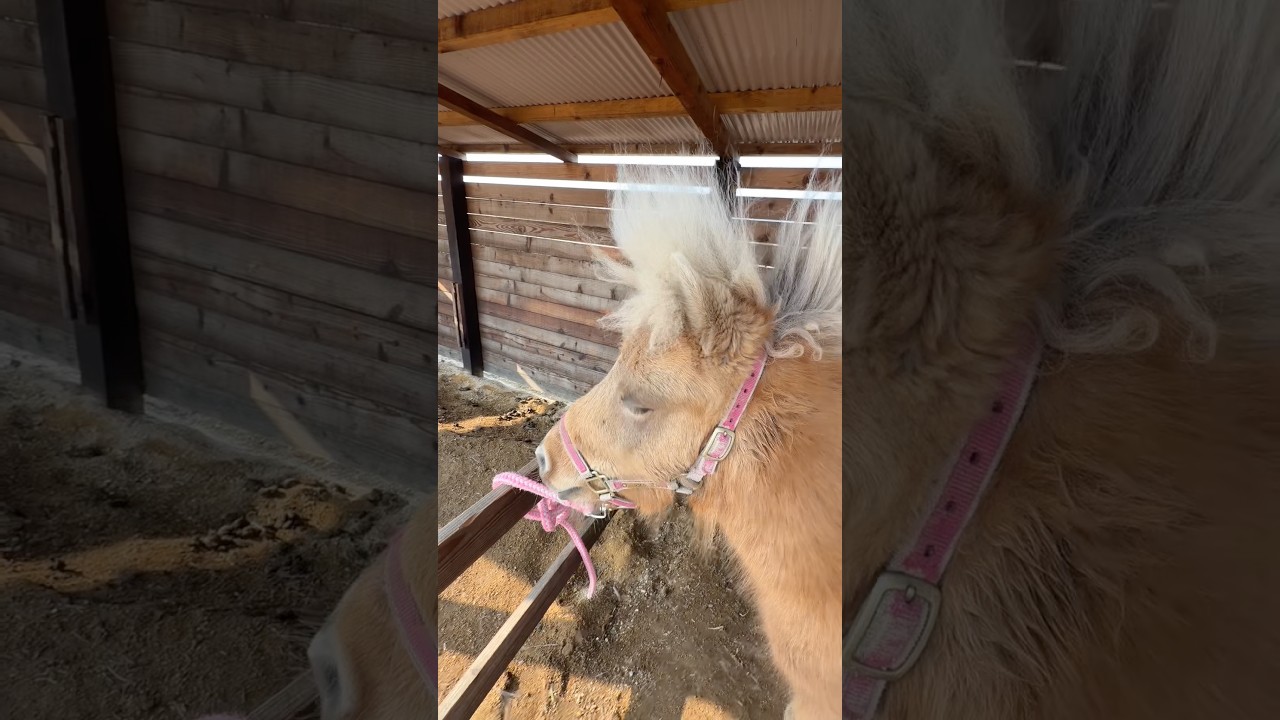 サッパリ✨✨　#shorts