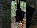 BLACK SCARY BAT EATING VIDEOS Shorts AwwAnimalsKingdom