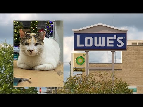 Francine returns! Lowe's cat back in Richmond after accidental truck ride